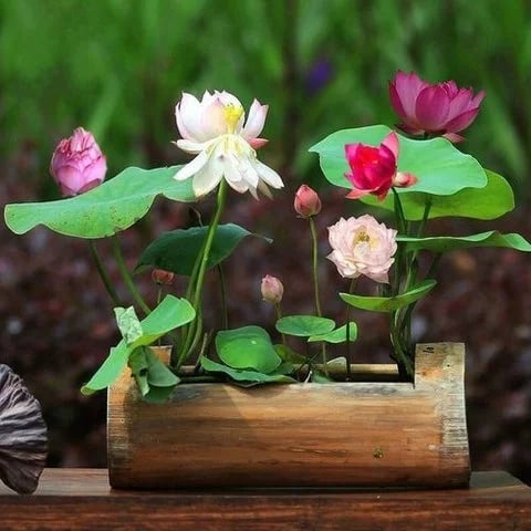 💐The Sacred Bonsai Bowl Lotus Flower🌸🌺