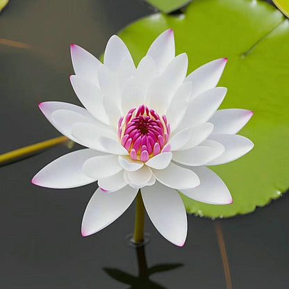 💐The Sacred Bonsai Bowl Lotus Flower🌸🌺