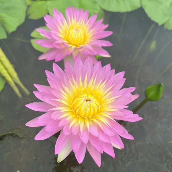 💐The Sacred Bonsai Bowl Lotus Flower🌸🌺